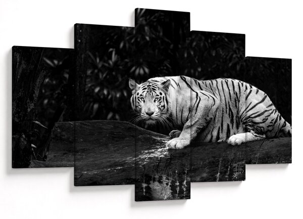Slika - Albino tiger, črno-bela (150x105 cm)