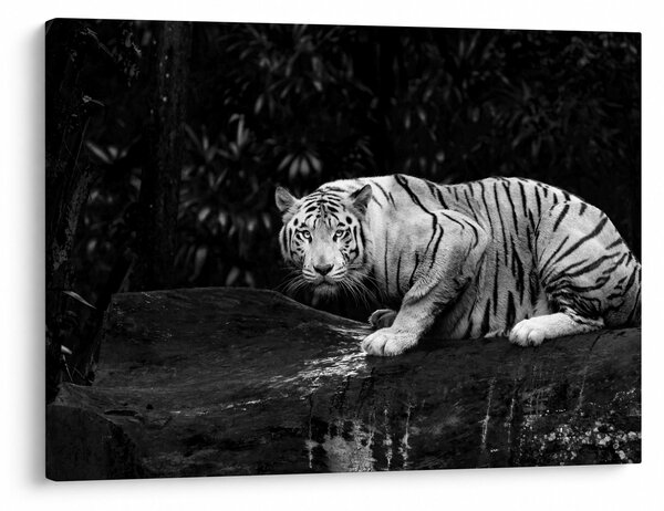 Slika - Albino tiger, črno-bela (70x50 cm)