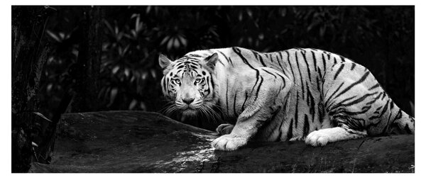 Slika - Albino tiger, črno-bela (120x50 cm)