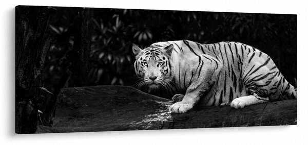 Slika - Albino tiger, črno-bela (120x50 cm)