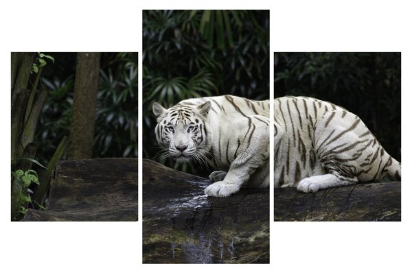 Slika - Albino tiger (90x60 cm)