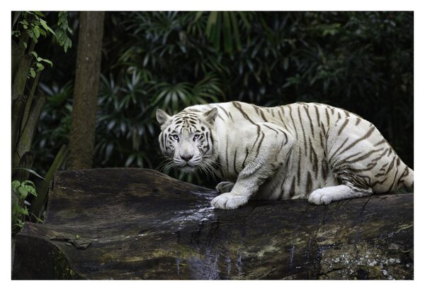 Slika - Albino tiger (90x60 cm)