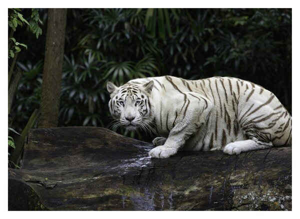 Slika - Albino tiger (70x50 cm)