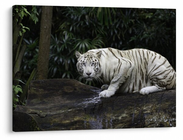 Slika - Albino tiger (70x50 cm)