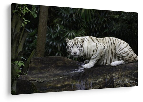 Slika - Albino tiger (90x60 cm)
