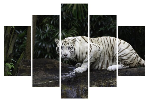 Slika - Albino tiger (150x105 cm)