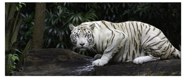 Slika - Albino tiger (120x50 cm)