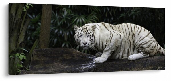 Slika - Albino tiger (120x50 cm)