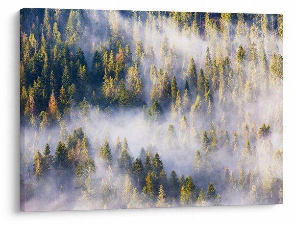 Slika dreves v megli (70x50 cm)