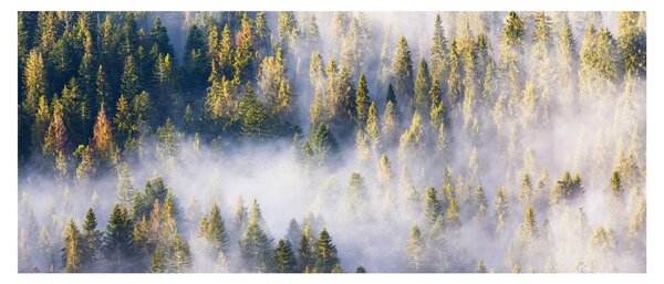 Slika dreves v megli (120x50 cm)