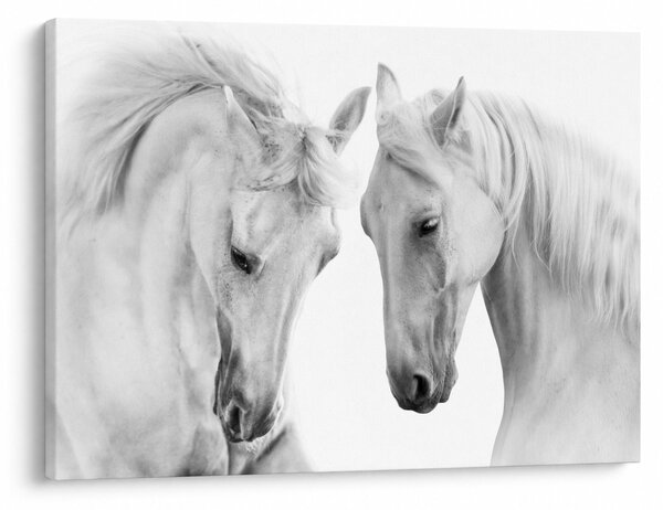 Slika belih konjev (70x50 cm)