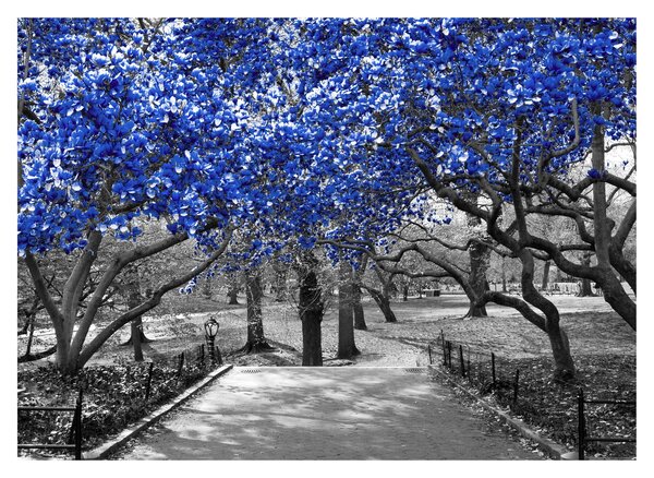 Slika - Modra drevesa, Central Park, New York (70x50 cm)