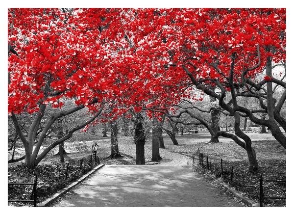 Slika - Rdeča drevesa, Central Park, New York (70x50 cm)