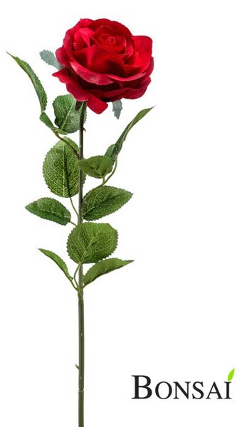 Crvena ruža Torro 63 cm - Crvena - 51 - 70 cm