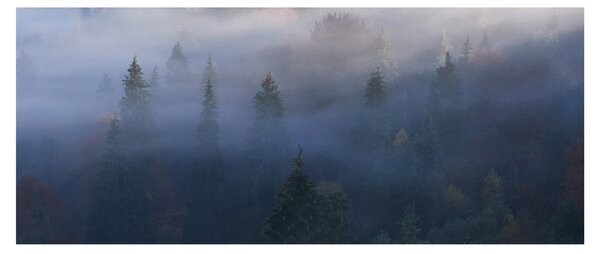 Slika - Gozd v megli, Karpati, Ukrajina (120x50 cm)