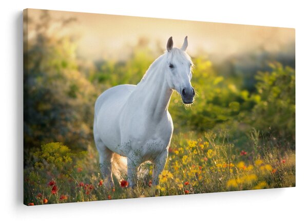 Slika belega konja na travniku (90x60 cm)