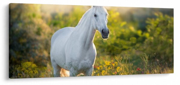 Slika belega konja na travniku (120x50 cm)