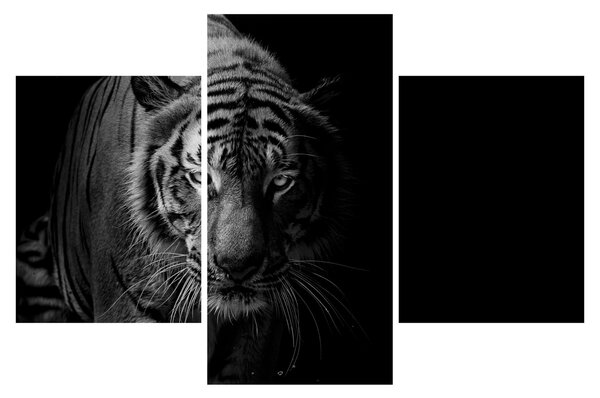 Slika divjega tigra (90x60 cm)