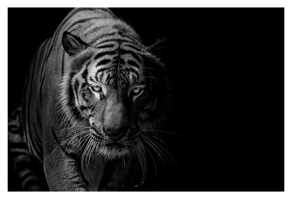 Slika divjega tigra (90x60 cm)