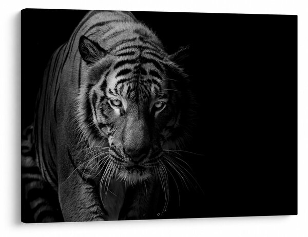 Slika divjega tigra (70x50 cm)