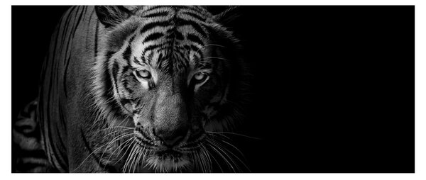 Slika divjega tigra (120x50 cm)