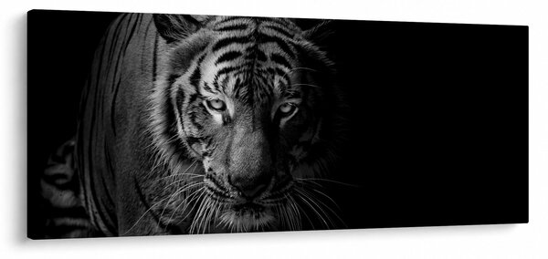 Slika divjega tigra (120x50 cm)