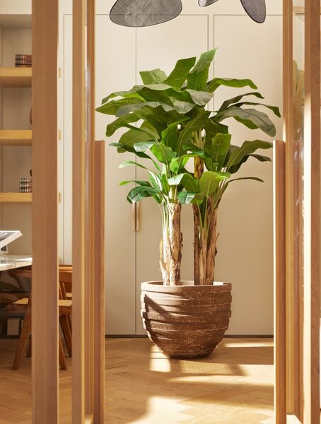Umjetna banana 200 cm u tegli - 181 - 200 cm