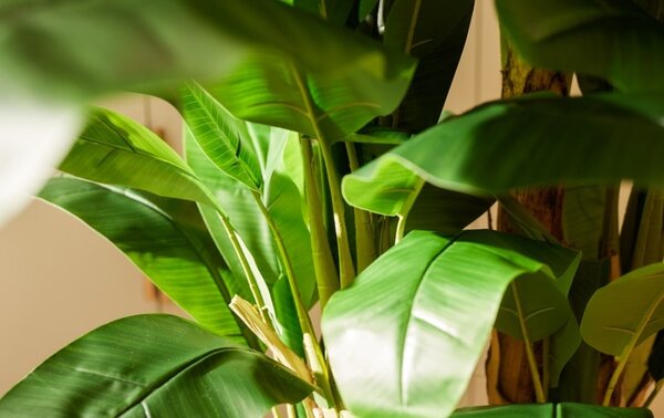 Umjetna banana 200 cm u tegli - 181 - 200 cm