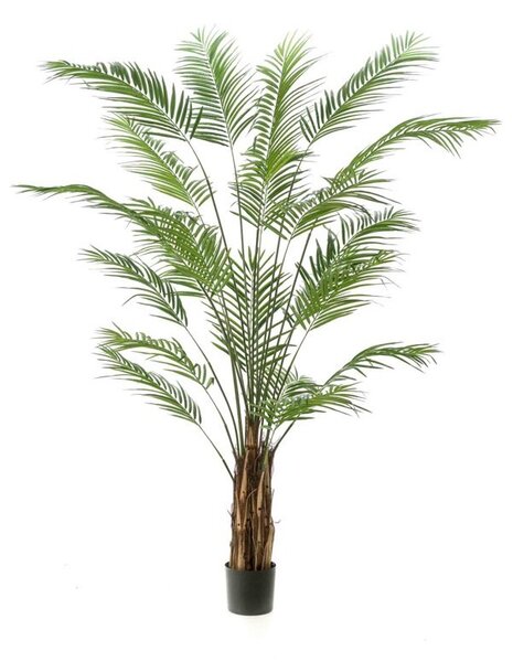 Umjetna palma Areka 240 cm - 231 - 260 cm