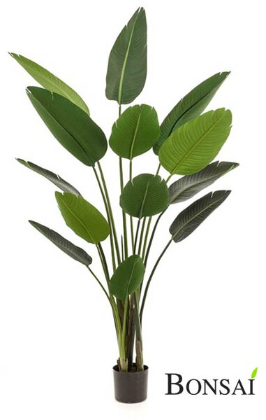 Umjetna Strelicija 190 cm - 181 - 200 cm