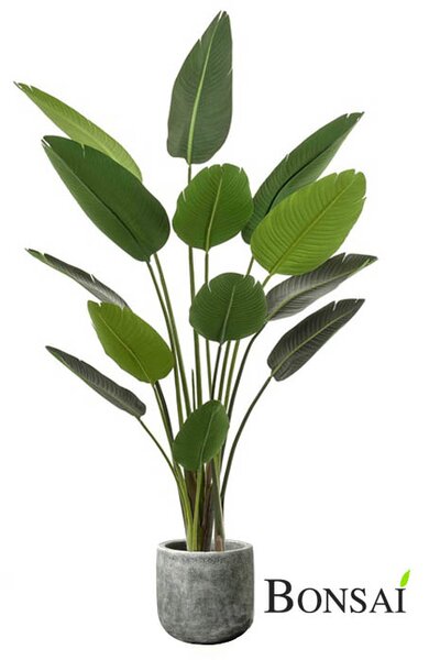 Umjetna Strelicija 190 cm - 181 - 200 cm