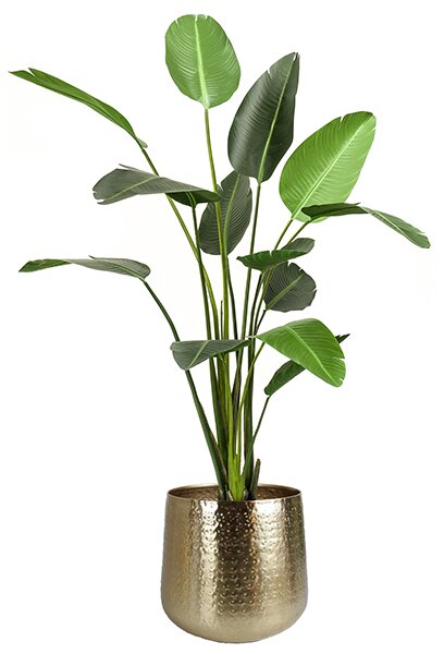 Umjetna Strelicija 190 cm - 181 - 200 cm