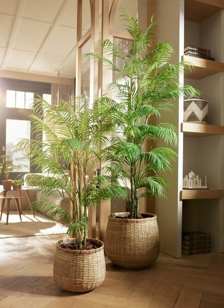 Umjetna palma Areka 180 cm - 151 - 180 cm