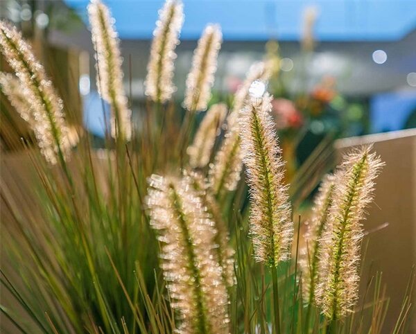 Umjetna trava Pennisetum 85 cm u tegli - 71 - 90 cm