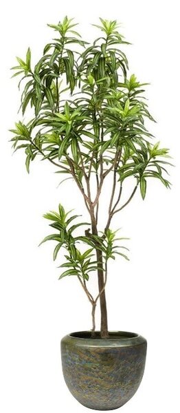 Umjetna Dracena 155 cm - 151 - 180 cm