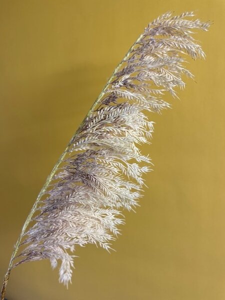 Umjetna pampas trava 125 cm - 121 - 150 cm