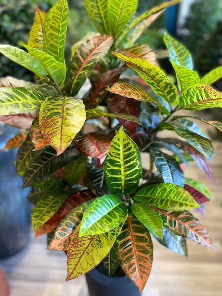 Umjetni Croton 122 cm - 121 - 150 cm