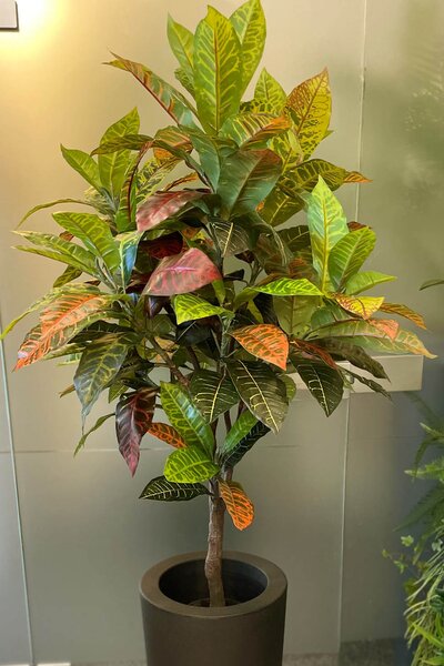 Umjetni Croton 122 cm - 121 - 150 cm