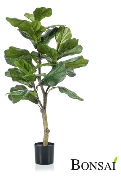 Ficus Lyrata 90 cm smokva - 121 - 150 cm