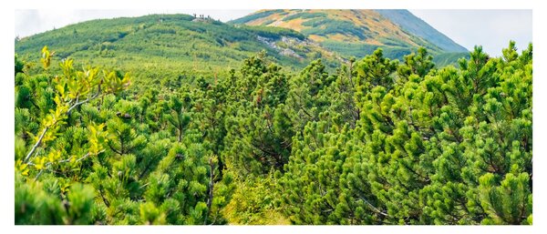 Slika - Babi Hora, Poljska (120x50 cm)