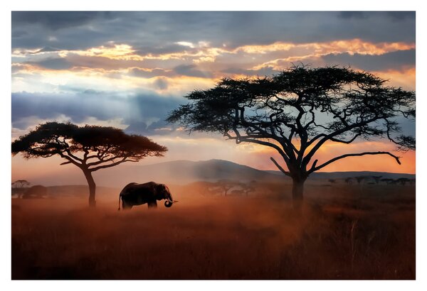 Slika - Nacionalni park Serengeti, Tanzanija, Afrika (90x60 cm)