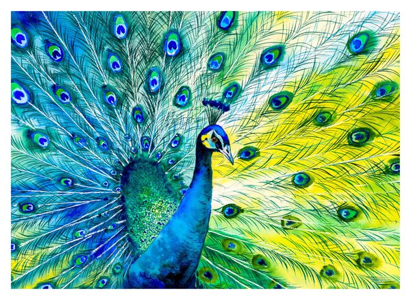 Podoba pava (70x50 cm)