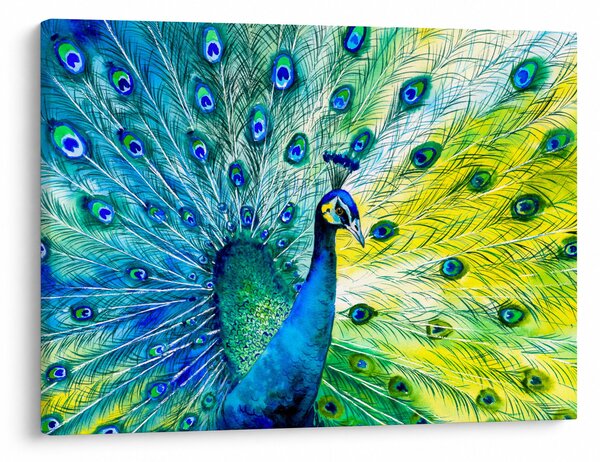 Podoba pava (70x50 cm)