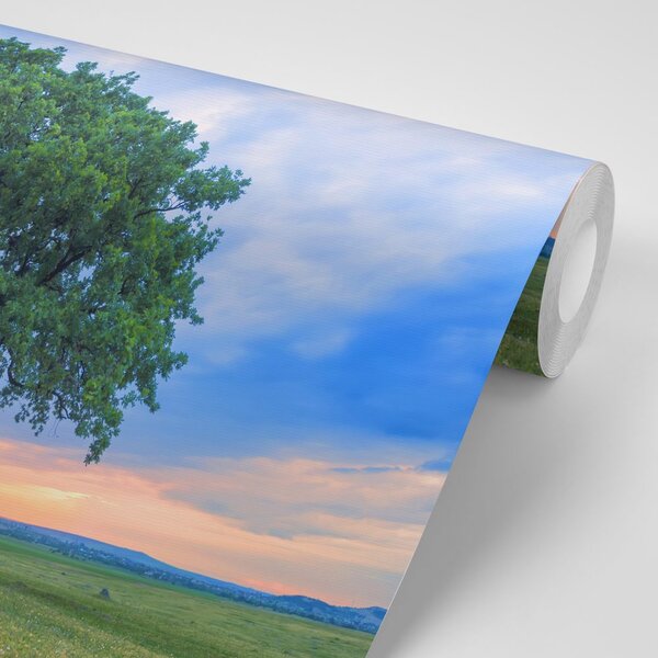 Fototapeta usamljeni hrast