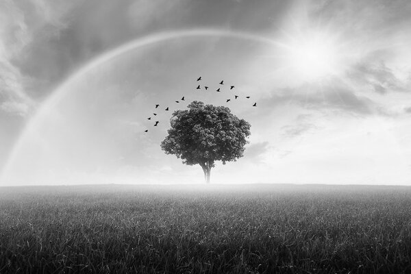 Tapeta usamljeno crno-bijelo stablo na livadi