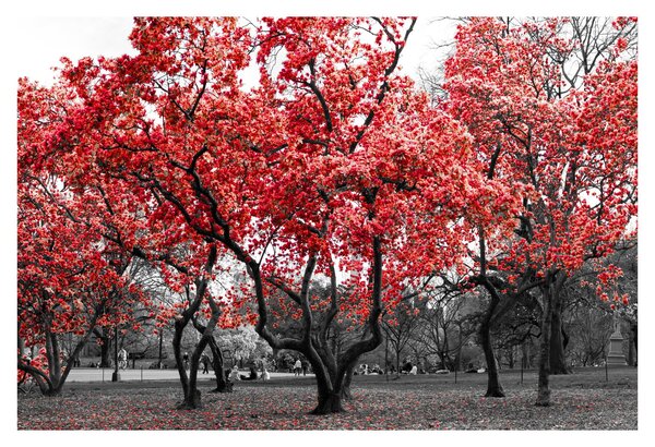 Slika - Rdeča drevesa, Central Park, New York (90x60 cm)