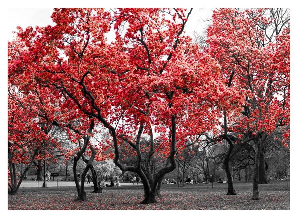 Slika - Rdeča drevesa, Central Park, New York (70x50 cm)