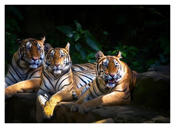 Slika - Tiger bratje (70x50 cm)