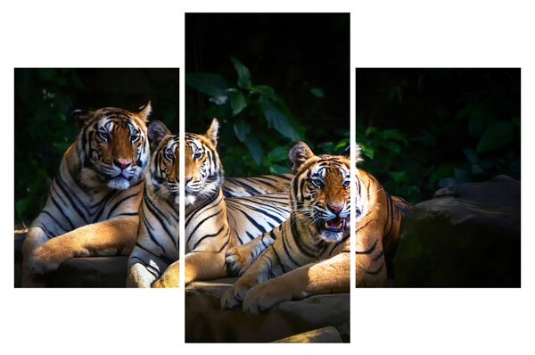 Slika - Tiger bratje (90x60 cm)
