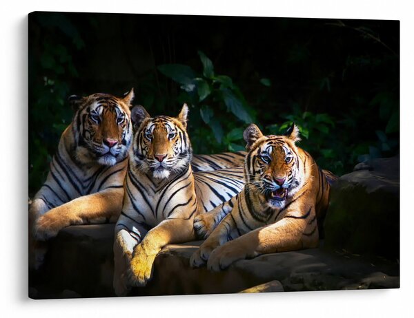 Slika - Tiger bratje (70x50 cm)